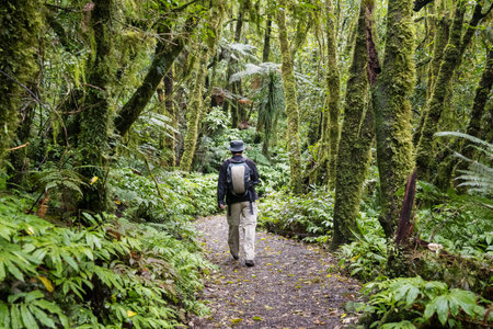 Hiking in the forest towards Marokopa Falls. Waikato. North Island. New Zealand.
