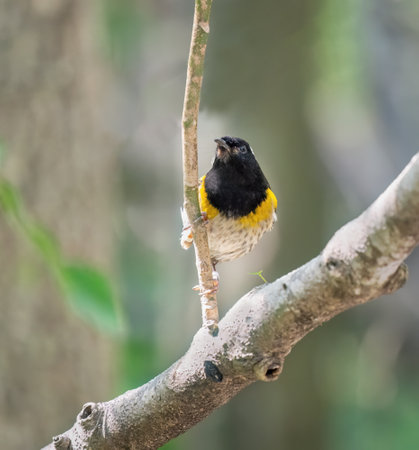 Male stitchbird (Notiomystis cincta) , also known by its Maori name Hihi, on Tiritiri Matangi Island. New Zealand.の写真素材