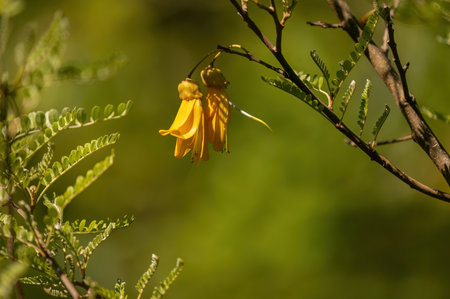 Beautiful yellow kowhai flowers. Auckland.の写真素材