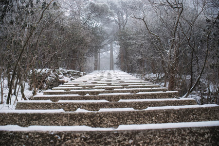 Steps in the snow among the trees on Mount Huangshan. Anhui province. China.の写真素材