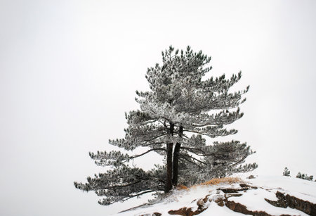 Lone pine tree standing on top of the rock covered with snow. Mount Huangshan. Anhui province. China.の写真素材