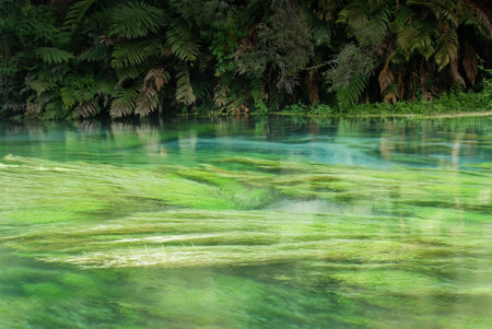 Green water grasses in the Blue Spring. Te Waihou Walkway. Waikato. New Zealand.の写真素材
