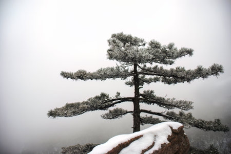 Lone pine tree standing by the rock covered with snow. Mount Huangshan. Anhui province. China.の写真素材