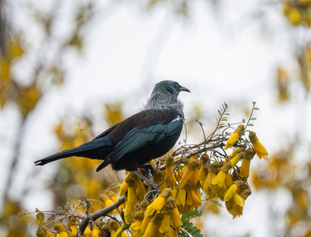 Tui bird perched on a kowhai branch full of yellow flowers.の写真素材