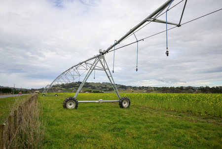 Sprinkler irrigation system on yellow rapeseed flower field. Hawkeâs Bay. New Zealand.の写真素材
