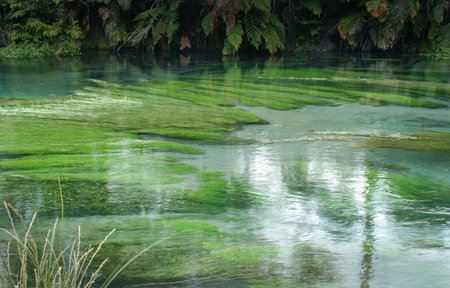 Blue Spring at Te Waihou Walkway. Waikato. New Zealand.の写真素材