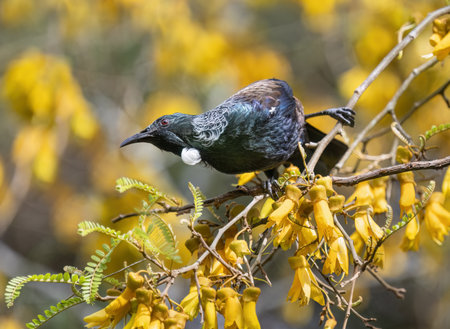 Tui bird perched on the Kowhai branch full of yellow flowers.の写真素材