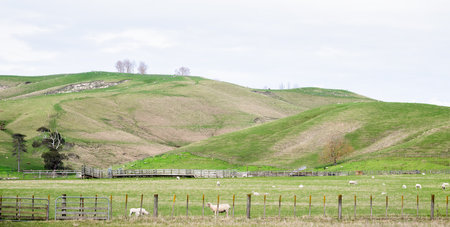 Lamb grazing on the green farmland. Hastings. Hawkeâs Bay. New Zealand.の写真素材