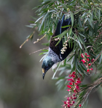 Tui perched upside down on bottle brush branch full of red flowers. Auckland.の写真素材