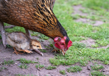 Chick following mother hen to feed on grassroots.の写真素材