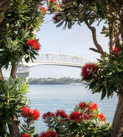 Auckland Harbour Bridge framed by red Pohutukawa flowers. New Zealand Christmas tree.の写真素材