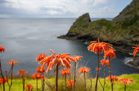Aloe saponaria flowers at Cape Brett Walkway. Bay of Islands. New Zealand.の写真素材