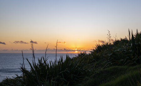 Sunrise over Cape Brett Peninsula. Native New Zealand Flax in the foreground. Bay of Islands.の写真素材