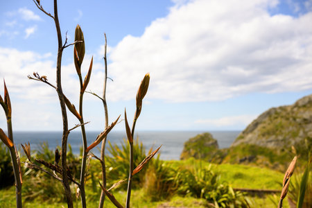 Native New Zealand Flax at Cape Brett Track. Bay of Islands.の写真素材