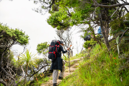Man hiking Cape Brett Track. Unrecognizable backpackers in the bush walking in front. Bay of Islands.の写真素材