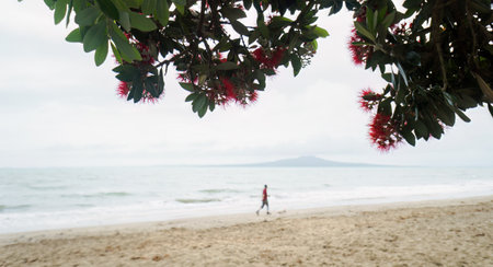 Pohutukawa flowers framing Rangitoto Island. People and dog walking on Takapuna Beach. Auckland.の写真素材