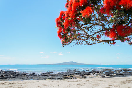 Pohutukawa trees in full bloom. Rangitoto Island in the distance. Takapuna Beach. Auckland.の写真素材