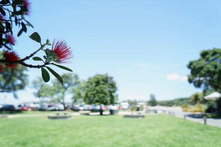 Pohutukawa trees in bloom. Unrecognizable cars in the background. Takapuna beach in summer. Auckland.の写真素材