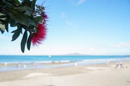 Pohutukawa trees in full bloom. Out-of-focus Rangitoto Island in the distance. Unrecognizable people playing on Takapuna beach. Auckland.の写真素材