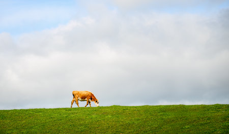 Cattle grazing on the green farmland. New Plymouth. New Zealand.の写真素材