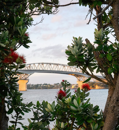 Auckland Harbour Bridge framed by red Pohutukawa flowers. Vertical format.の写真素材