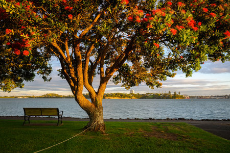 Pohutukawa trees in full bloom at sunset. Bayswater Marina. Auckland.の写真素材