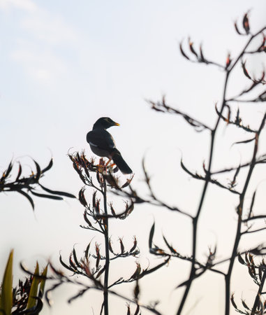 Bird in silhouette perched on native New Zealand Flax (Harakeke). Auckland.の写真素材