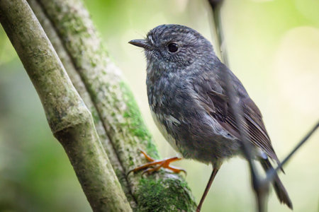 North Island Robin, also known as toutouwai, perched on tree branches. Wellington.の写真素材