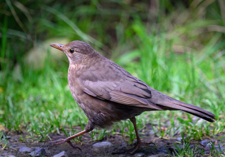The common blackbird (Turdus merula) walking on green grass.の写真素材