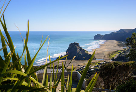 Native NZ flax framing the view of Lion Rock at Piha Beach. Waitakere. Auckland.の写真素材