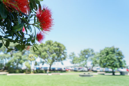 Pohutukawa trees in flower. Unrecognizable cars in the background. Takapuna beach in summer. Auckland.の写真素材