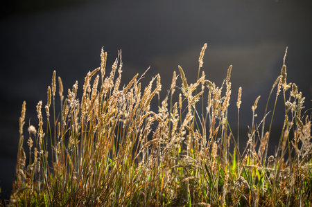 Wild reed grass swaying gracefully in the breeze.の写真素材