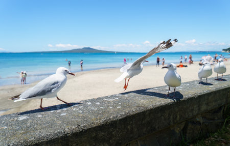 Seagulls playing on the seawall. Unrecognizable people playing on the beach in summer. Takapuna Beach. Auckland.の写真素材