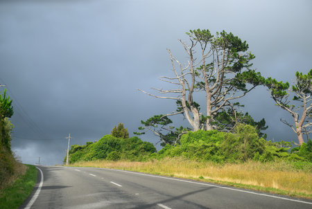 Big trees along the rural road under the stormy clouds. Taranaki. New Zealand.の写真素材