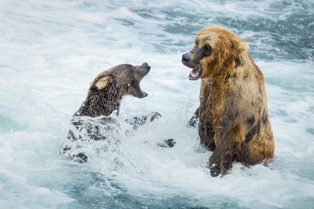 Two Alaska brown bears fighting in Brooks River. Katmai National Park. Alaska. USA.の写真素材