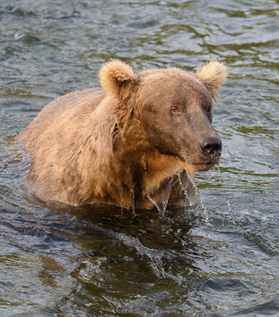 An Alaska brown bear emerging from the water with water drops on his face. Brooks River. Katmai National Park. Alaska. USA.の写真素材