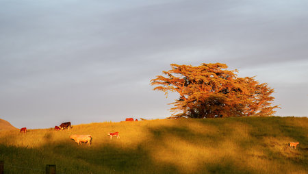 Bull and heifers grazing on the hill. Morning sun casting a warm glow on the landscape. Taranaki.の写真素材