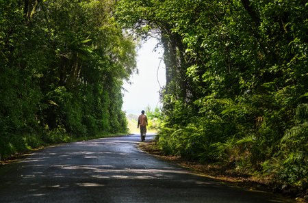 Man walking on road through a tree tunnel. Taranaki. New Zealand.の写真素材