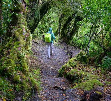 Man hiking in the moss-covered forest at Dawson Falls track in the rain. Egmont National Park. Taranaki.の写真素材