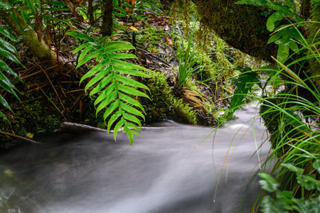 Green fern leaf over a stream in the forest. Dawson Falls track. Egmont National Park. Taranaki.