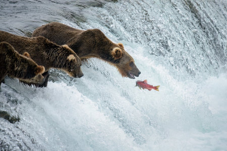 Red sockeye salmon jumping up Brooks Falls. Brown bears waiting to catch sockeye. Katmai National Park and Preserve. Alaska.の写真素材
