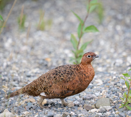 Willow Ptarmigan walking on pebbles in summer. Denali National Park. Alaska.の写真素材