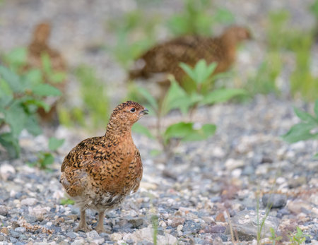 Willow Ptarmigan in its summer plumage. Denali National Park. Alaska.の写真素材