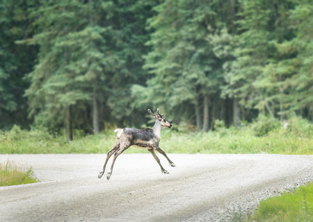 A young caribou running on a gravel road. Denali National Park and Preserve. Alaska. USA.の写真素材