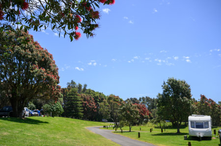 Pohutukawa trees in full bloom at Lake Rotomanu. New Plymouth. New Zealand.の写真素材