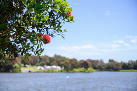 Pohutukawa trees in full bloom at Lake Rotomanu in summer. New Plymouth. New Zealand.の写真素材