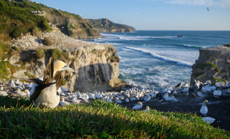 Thousands of birds at Muriwai Gannet Colony. Auckland.の写真素材
