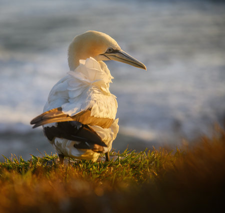 Gannet at windswept Muriwai Beach at sunset. Auckland.の写真素材