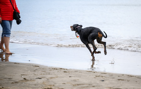 Dog playing with owner on the beach. Auckland.の写真素材
