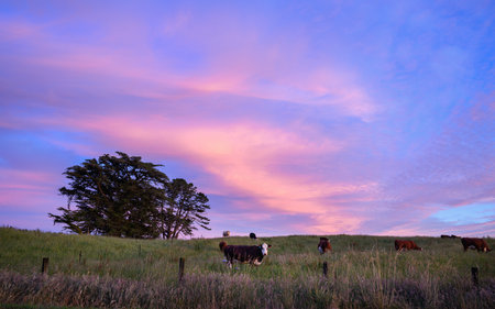 Cows grazing on green hill. Beautiful clouds at sunrise. Taranaki.の写真素材
